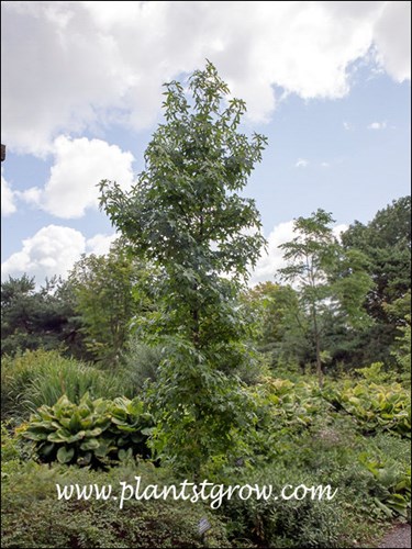Ward Sweet Gum (Liquidambar styracifua)
A young tree about 2 inch caliper.